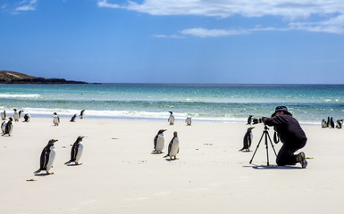 Photographer with penguins at Falkland Islands