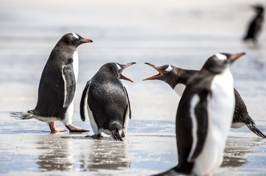 Penguins under Discussion at Falkland Islands-2