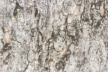 THE BLACK COLOR OF BARK