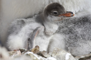 Gentoo chick that recently hatched from eggs © Tarpan