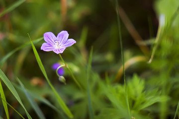 white violet flower