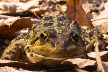 A toad hiding in leaves
