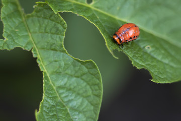 Colorado beetle