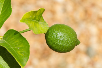 Lime fruit on a tree in sunshine