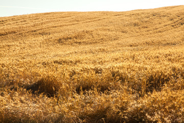 fields of gold