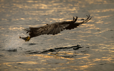 Eagle Hunting at Sunset