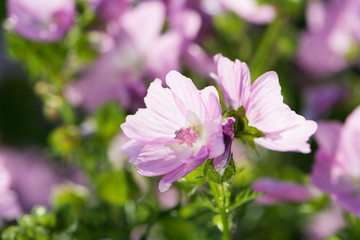 Fototapeta premium Malvenblüten