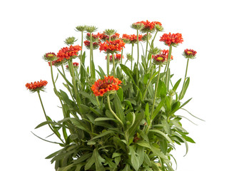 Echinacea purpurea