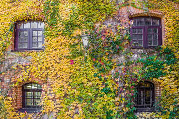 Fototapeta na wymiar House wall overgrown with wild grapes, autumn scene
