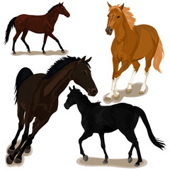 Horses