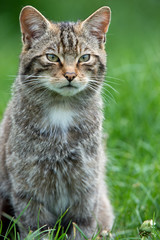 Scottish Wildcat