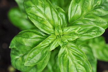 Green basilic