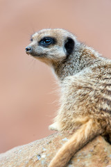 Fototapeta premium Meerkat