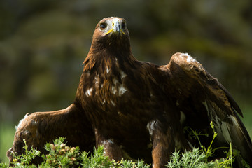 Golden Eagle
