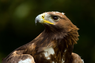 Golden Eagle