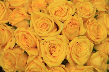 Yellow wedding roses