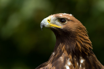 Golden Eagle