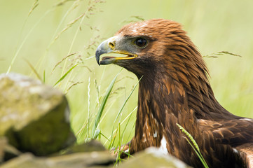 Golden Eagle