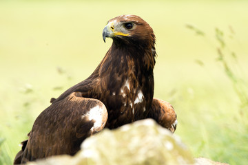 Golden Eagle