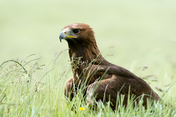 Golden Eagle