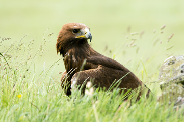 Golden Eagle