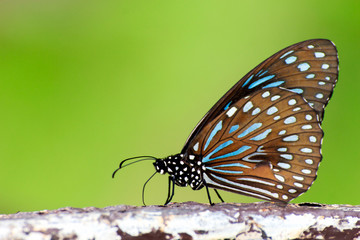 Dark Blue Tiger Butterfly (Tirumala septentrionis) on tree