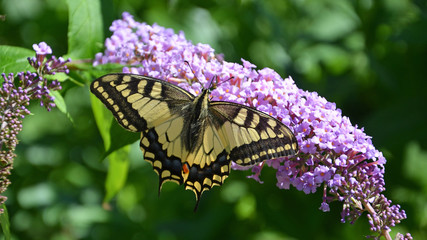schwalbenschwanz - schmetterling
