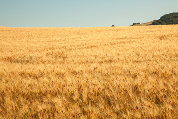 fields of gold