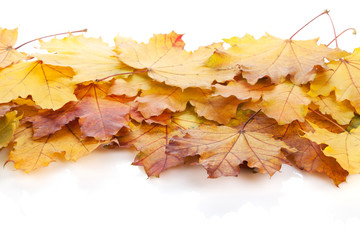 Colorful autumn maple leaves