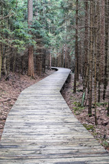 footpath in forest, hdr