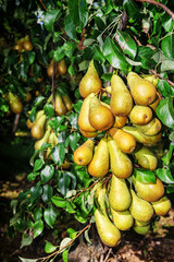 Organic pears