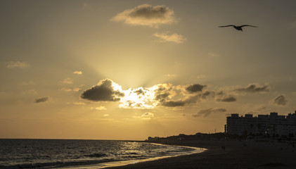 Gaviota al atardecer