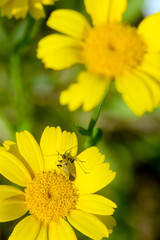 yellow flower with insect on it