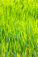 closeup of grass in the garden