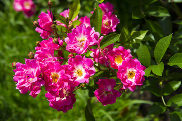 pink roses