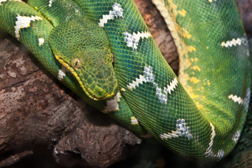 Obraz premium Emerald Green Tree Boa