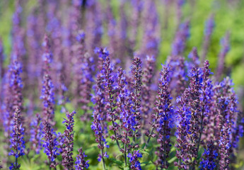 Fototapeta na wymiar Blue and violet blooming Woodland Sage