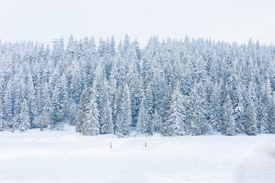 Verschneiter Winter-Wald