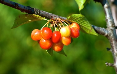 Twig of cherry tree with berries in summer.