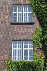 Brick wall with window wall covered by ivy