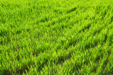 background from a green grass in the field