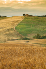Obraz premium fields of gold