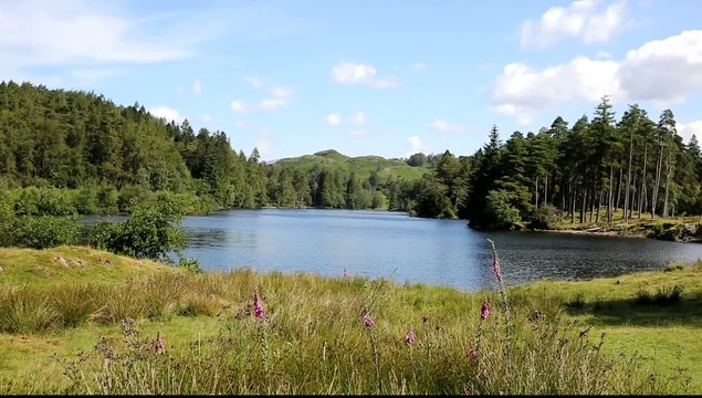 Tarn Hows The Lakes National Park England uk