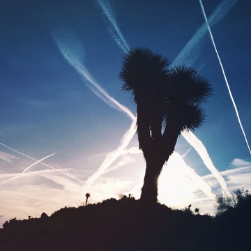 Joshua Tree National Park silhouettes.