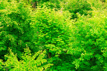 closeup of green leaves tree outdoor. Nature background.