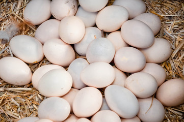 eggs