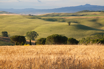 Obraz premium fields of gold