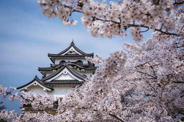 Hikone Castle in the Spring