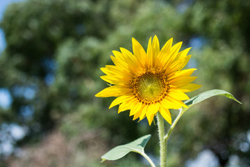 girasole