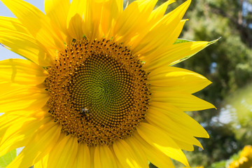 girasole